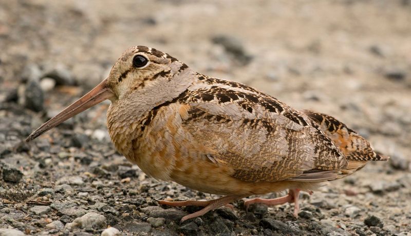 American Woodcock