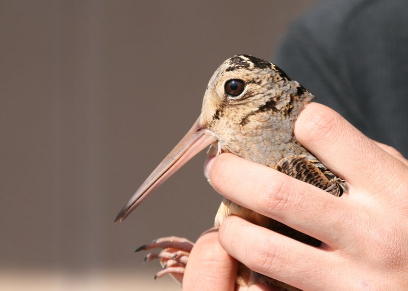 American Woodcock