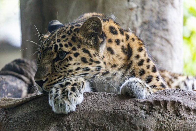 Amur Leopard