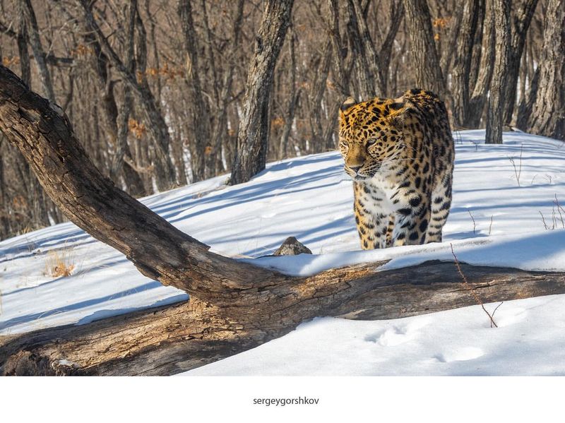 Amur Leopard