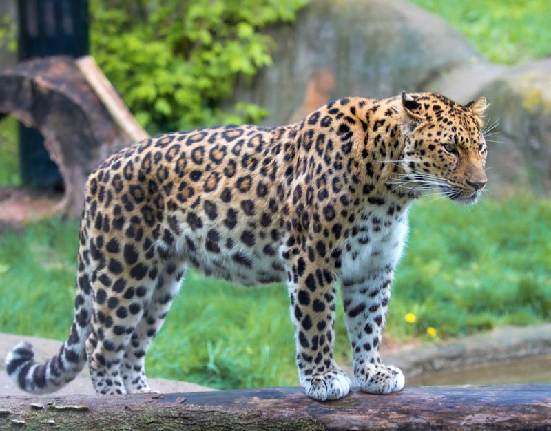 Amur Leopard