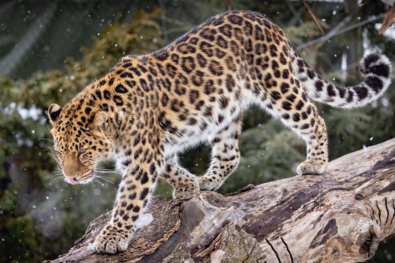 Amur Leopard