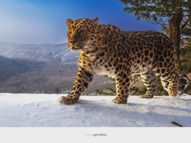 Amur Leopard