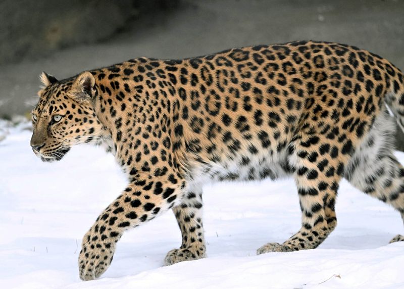 Amur Leopard