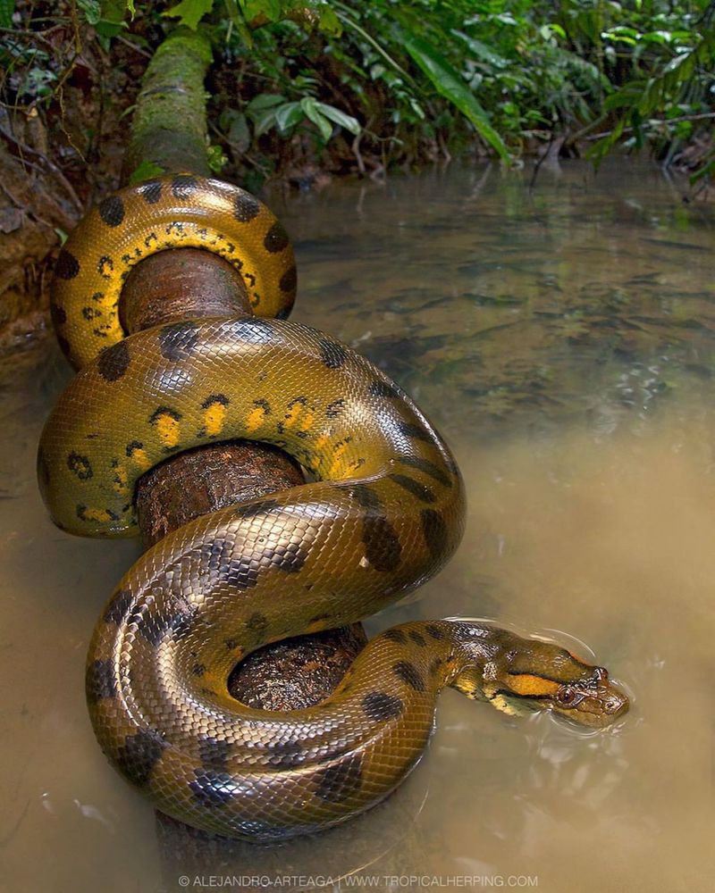 Anaconda