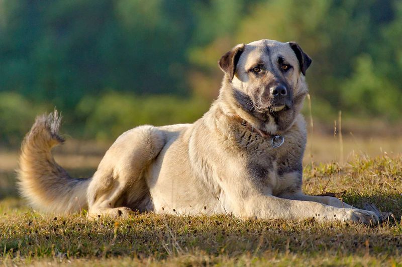 Anatolian Shepherd