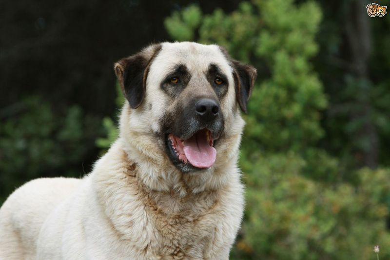 Anatolian Shepherd