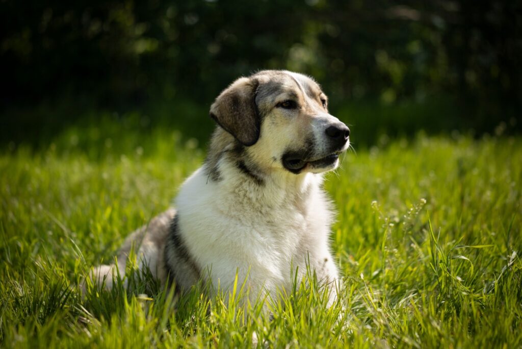 Anatolian Shepherd
