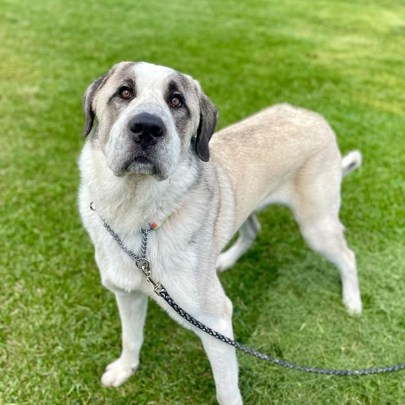 Anatolian Shepherd Dog