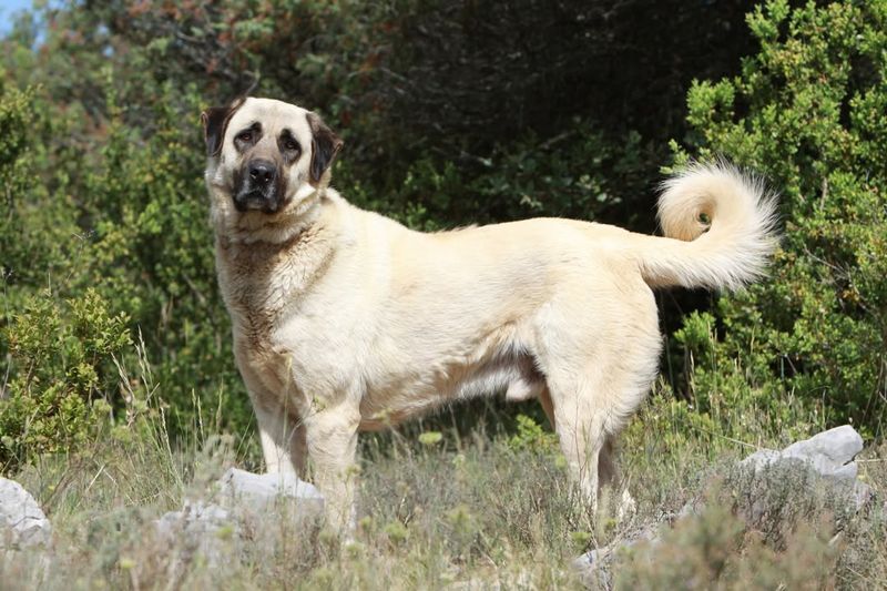 Anatolian Shepherd Dog