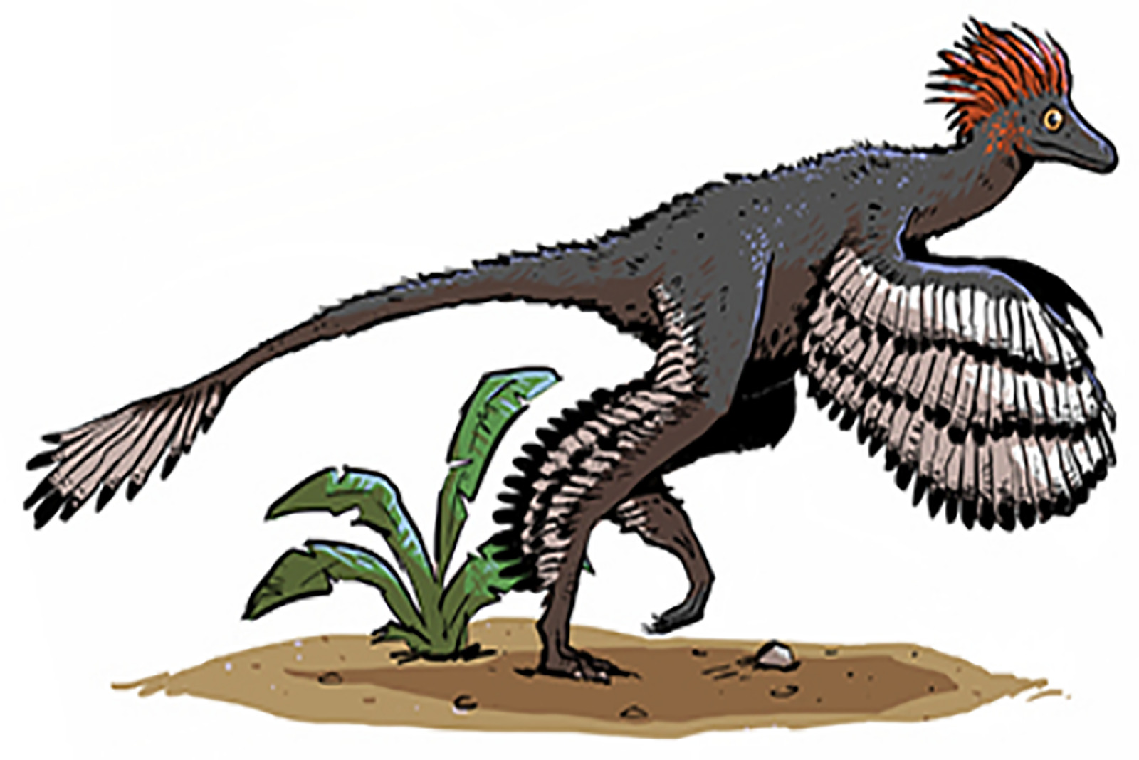 Anchiornis