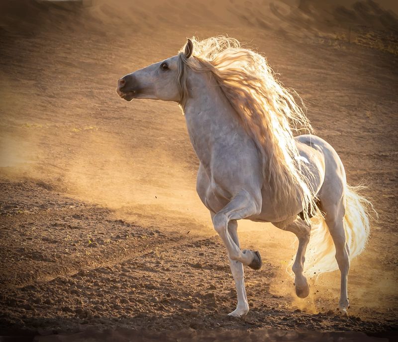 Andalusian Horse