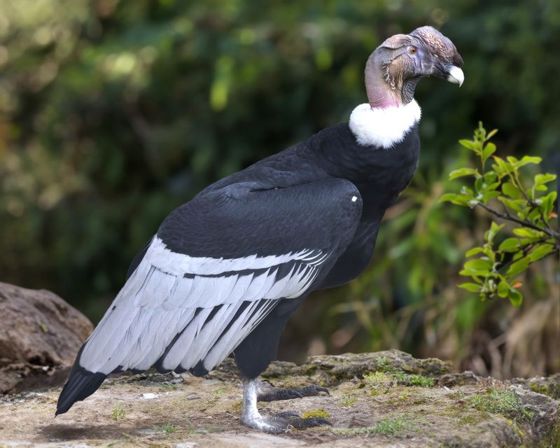 Andean Condor - Colombia