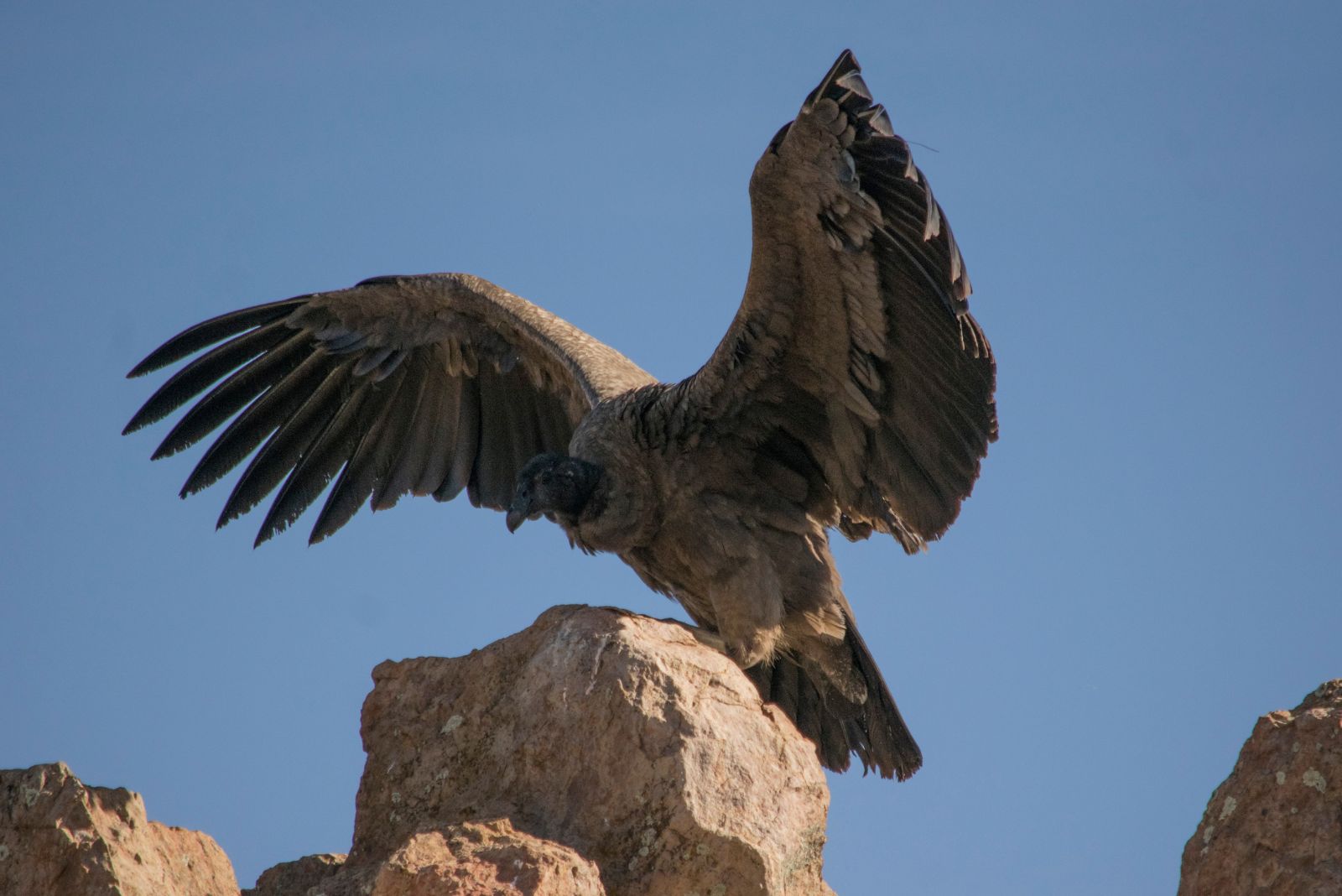 Andean Condor