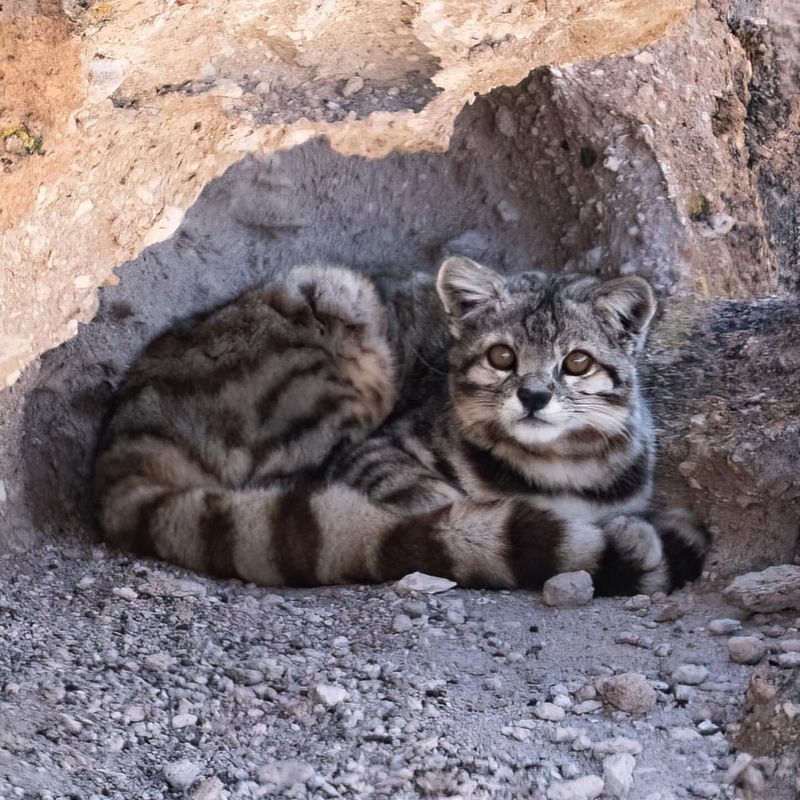 Andean Mountain Cat (Leopardus jacobita)