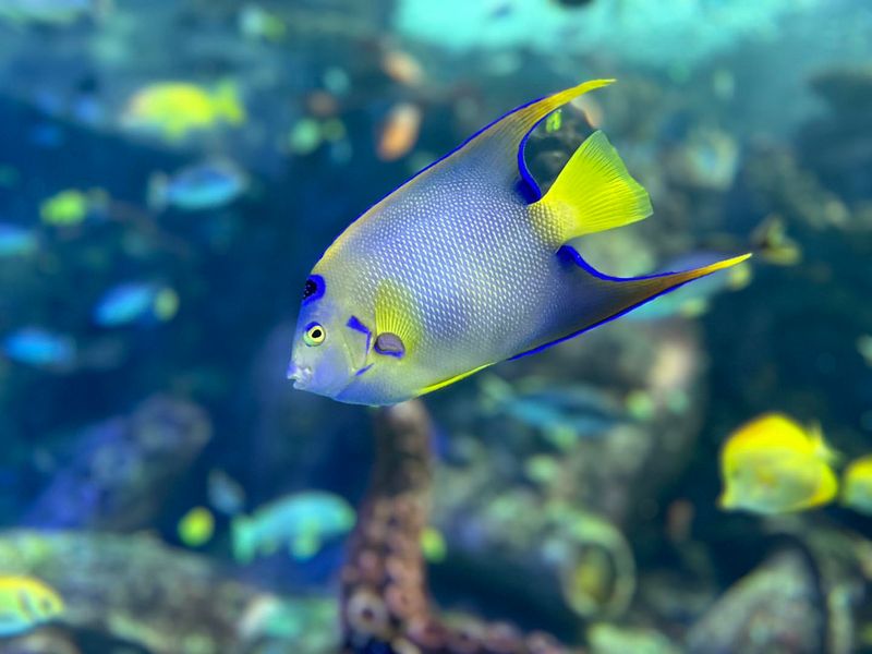 Angelfish