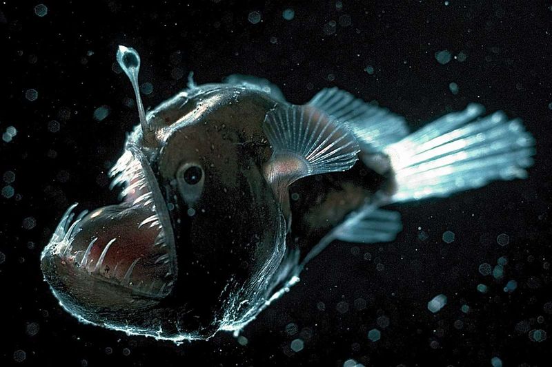 Anglerfish