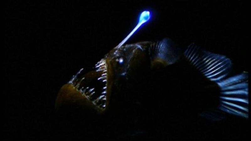 Anglerfish