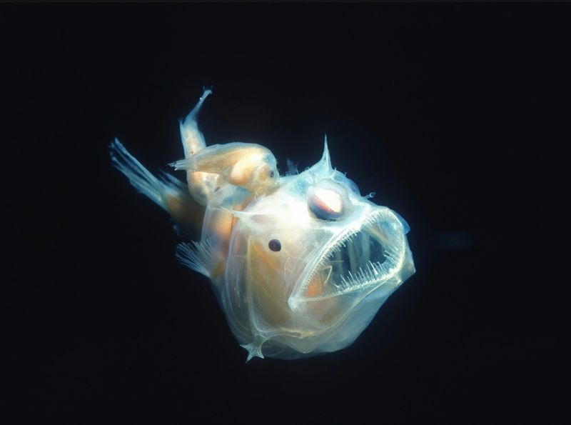 Anglerfish