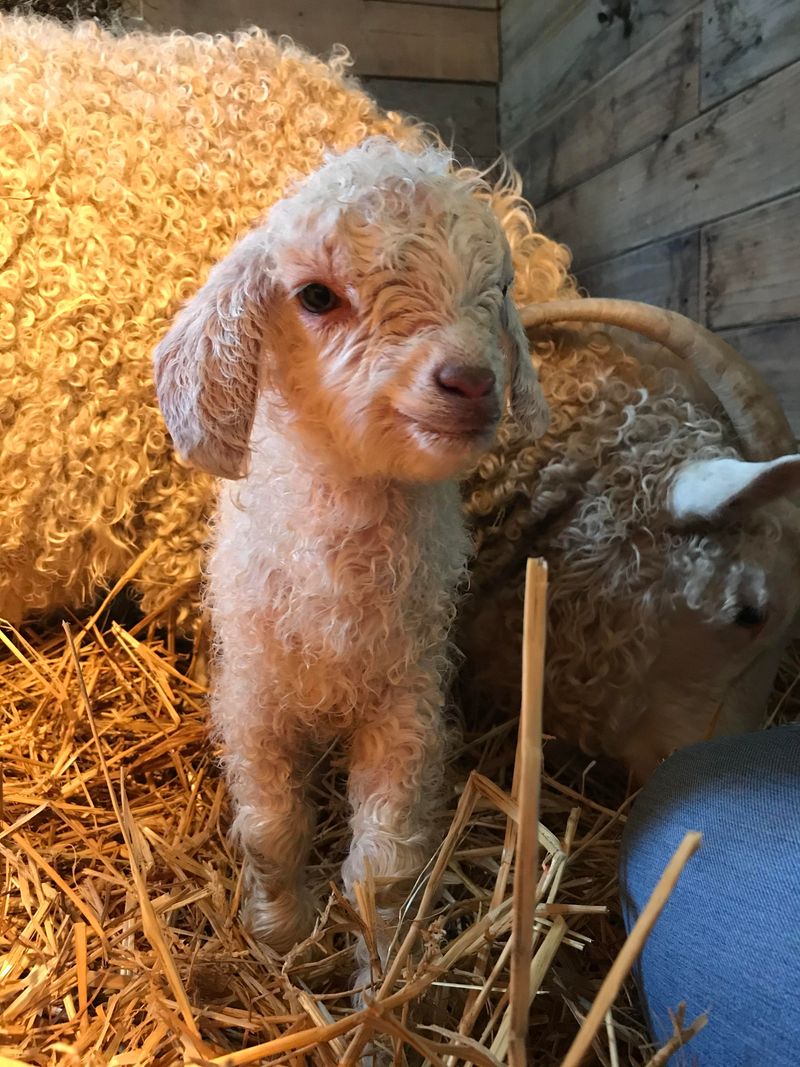 Angora Goat