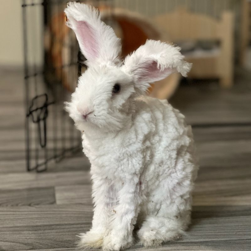 Angora Rabbit