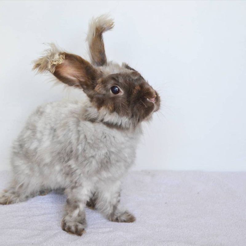 Angora Rabbit