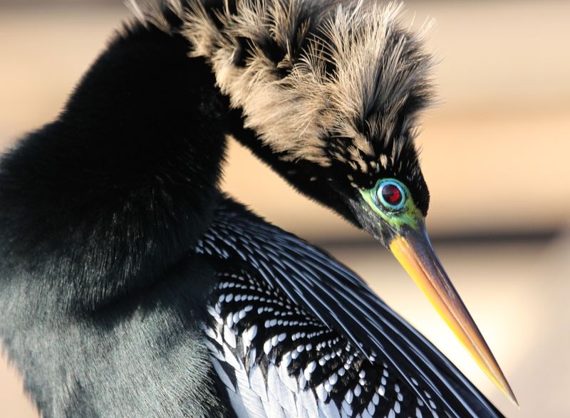 Anhinga