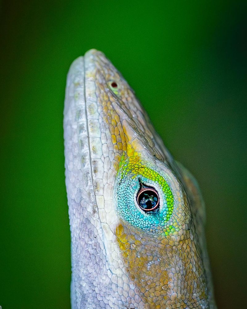 Anole Lizard