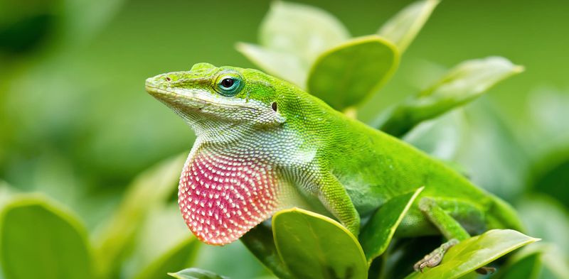 Anole Lizard