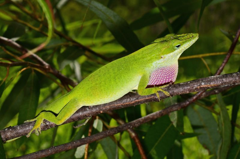 Anole