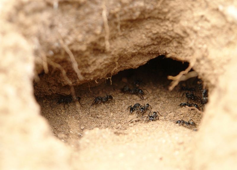 Ant Colonies