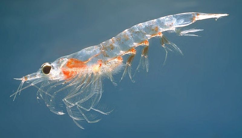 Antarctic Krill