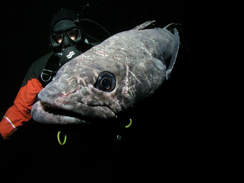 Antarctic Toothfish