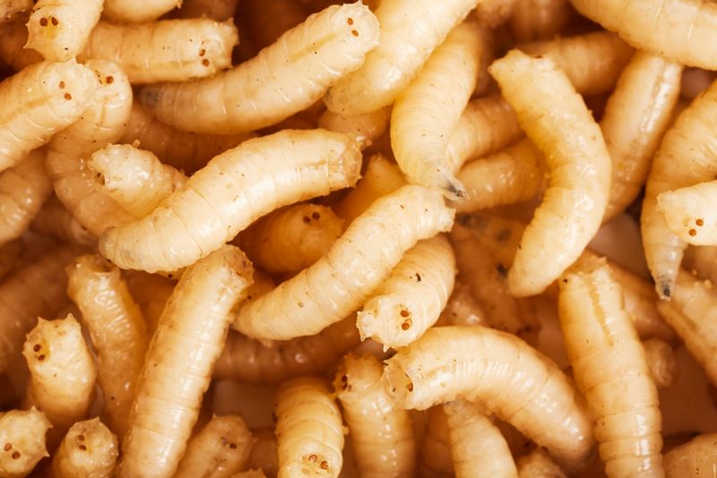 Antibiotic Properties of Maggots