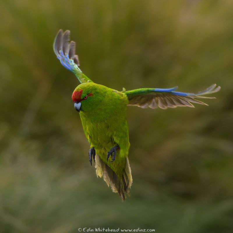 Antipodes Island Parakeet