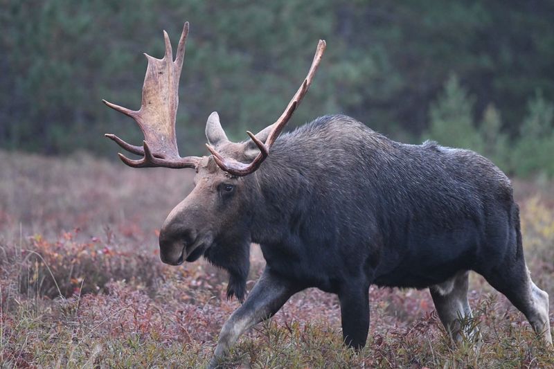 Antler Architecture