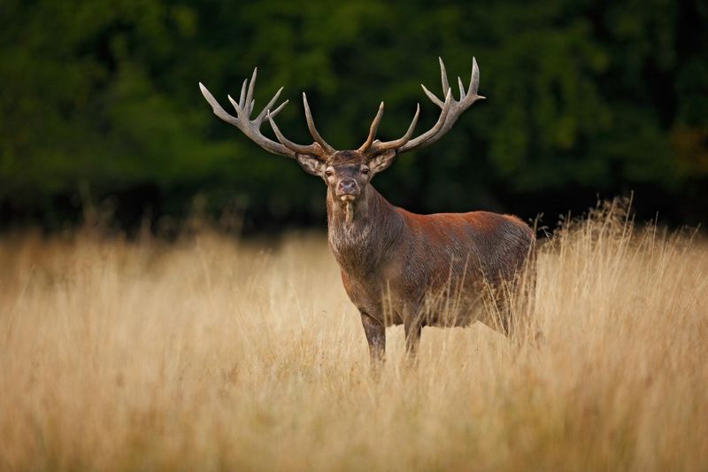 Antler Structure