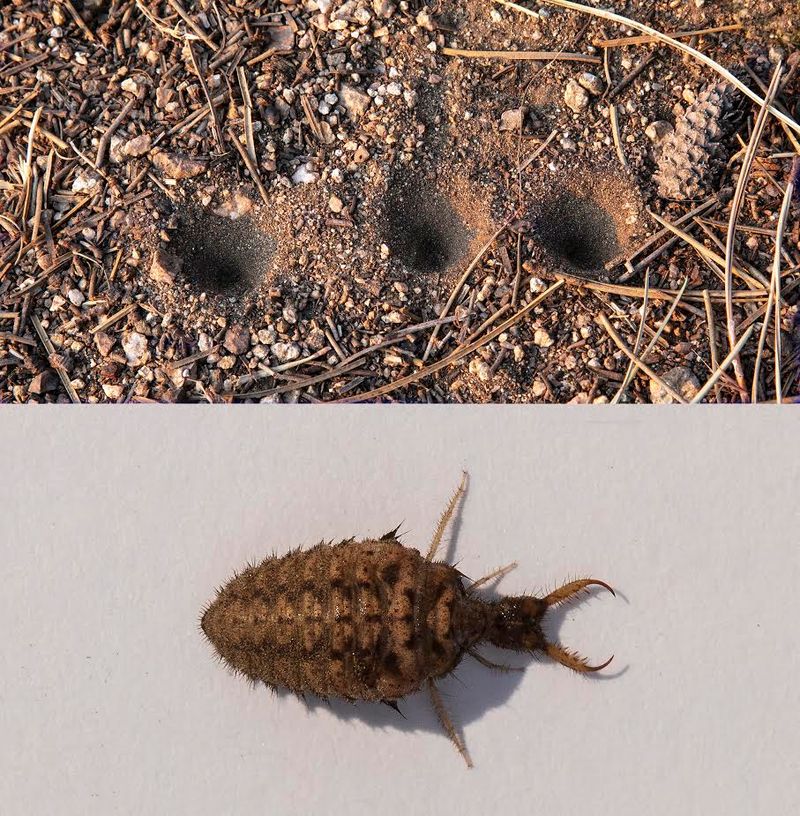 Antlion Larvae