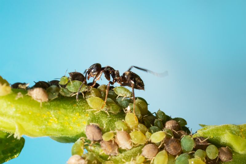 Ants and Farming