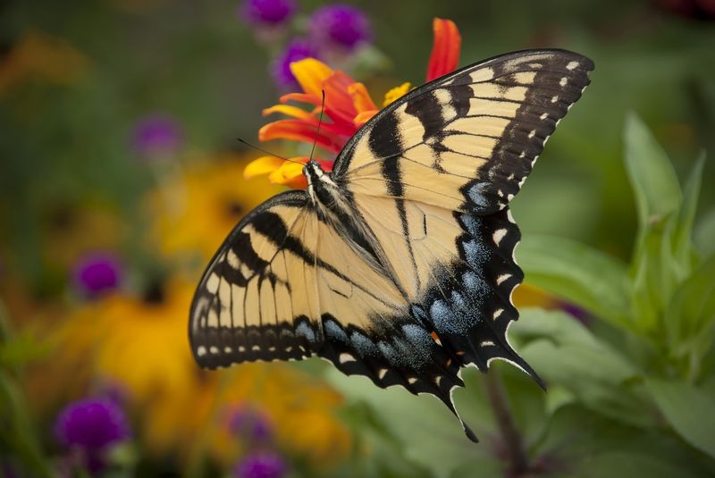 Appalachian Tiger Swallowtail