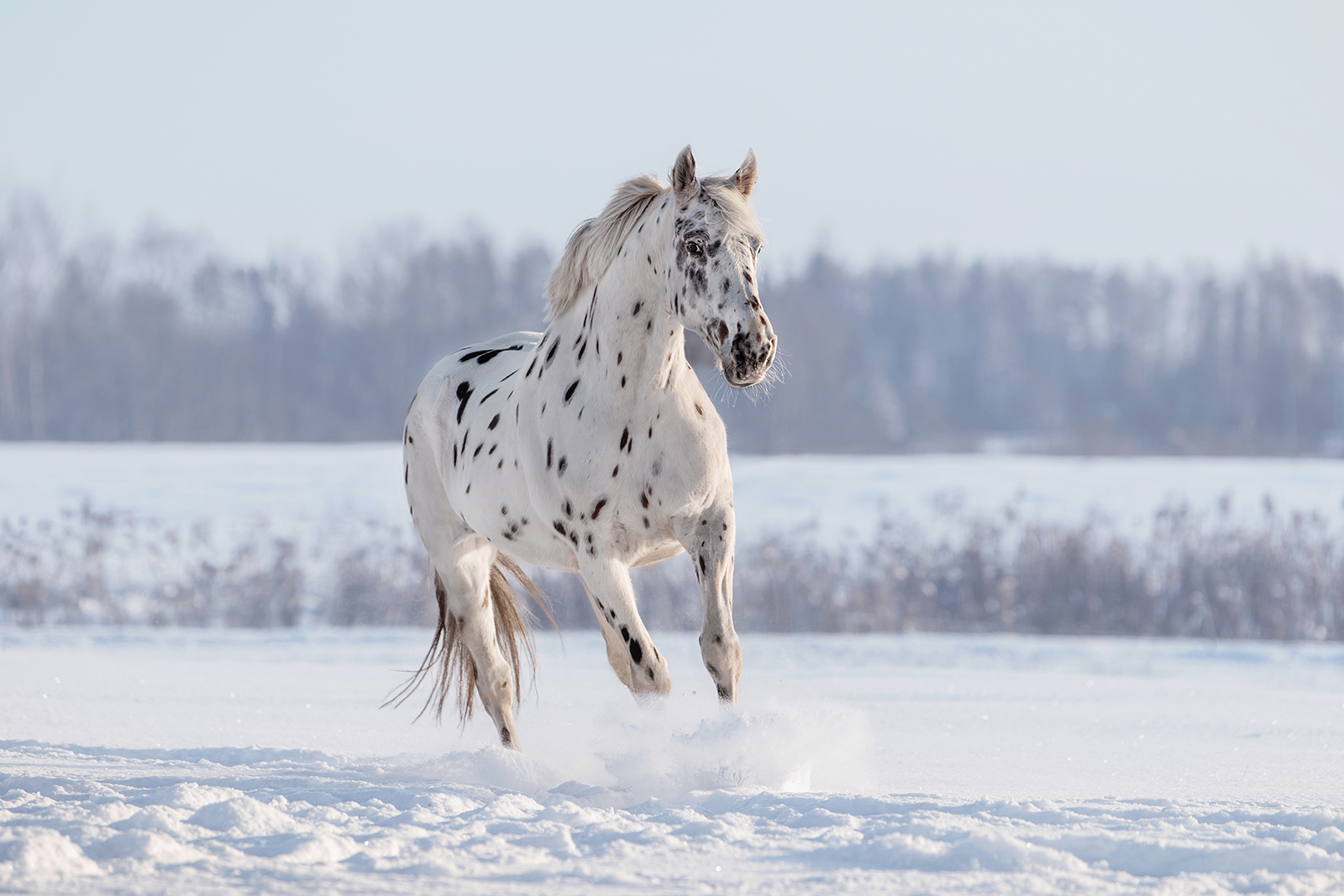 Appaloosa