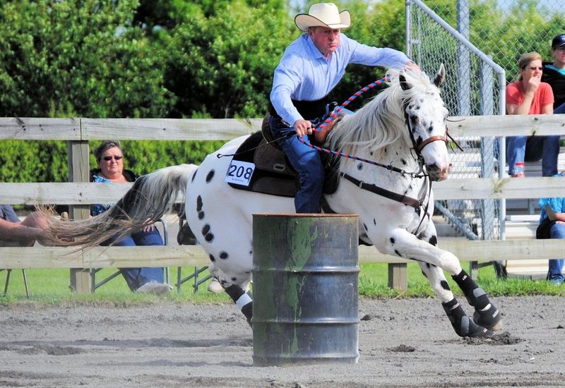 Appaloosa