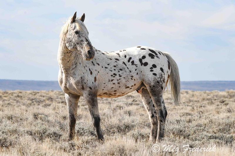 Appaloosa