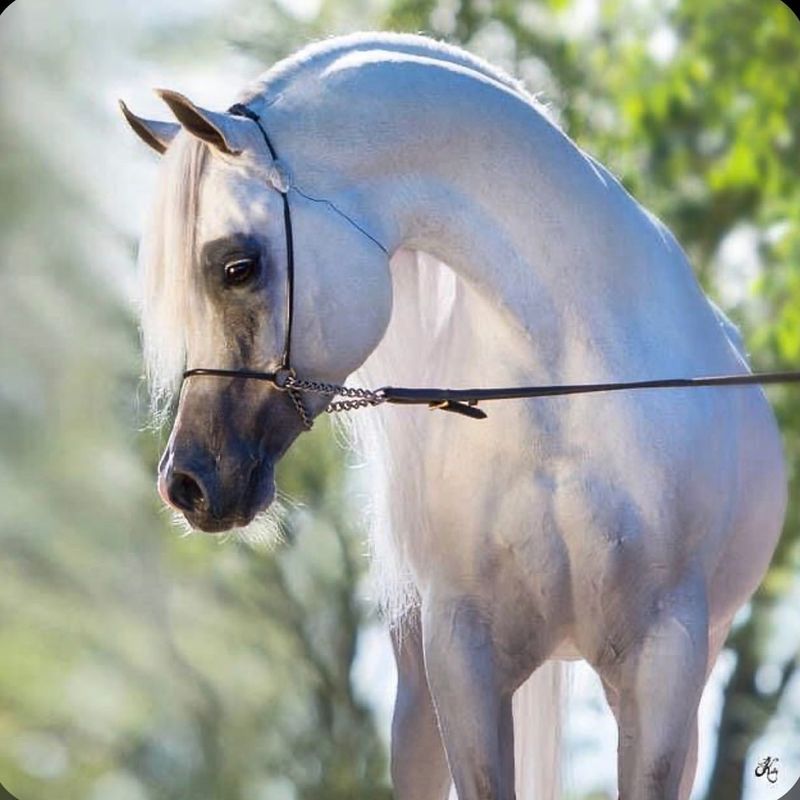 Arabian Horse