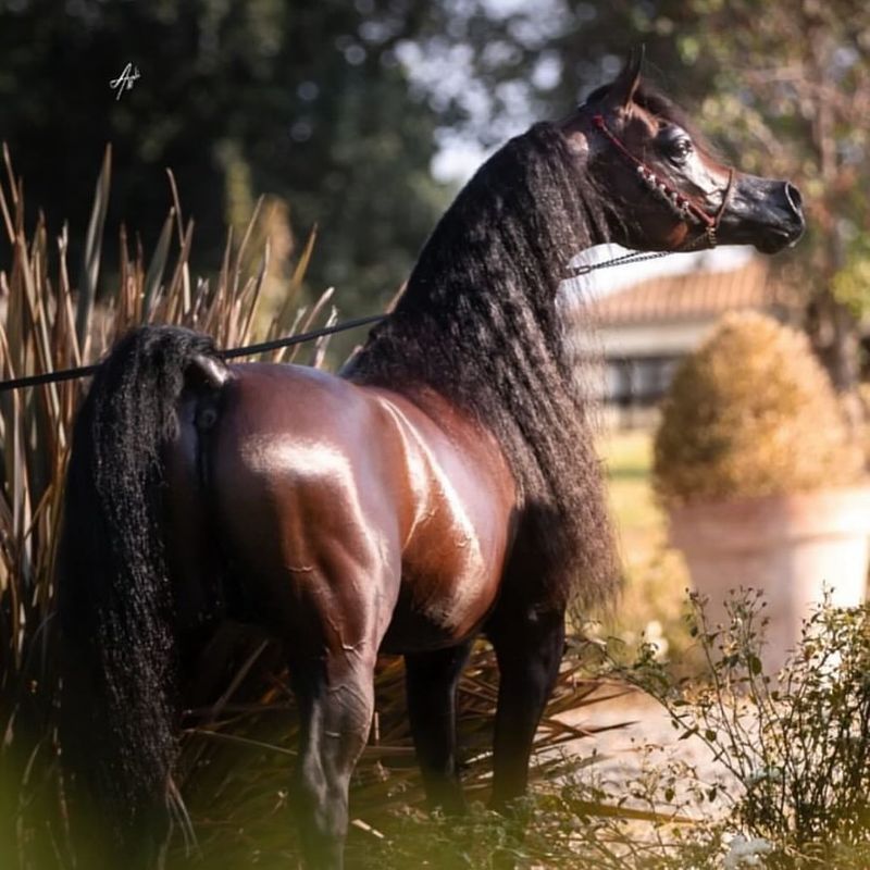 Arabian Horse