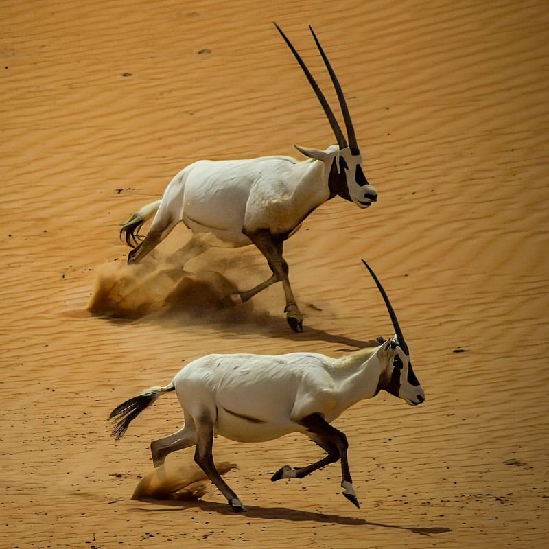 Arabian Oryx