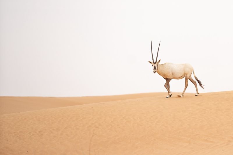 Arabian Oryx