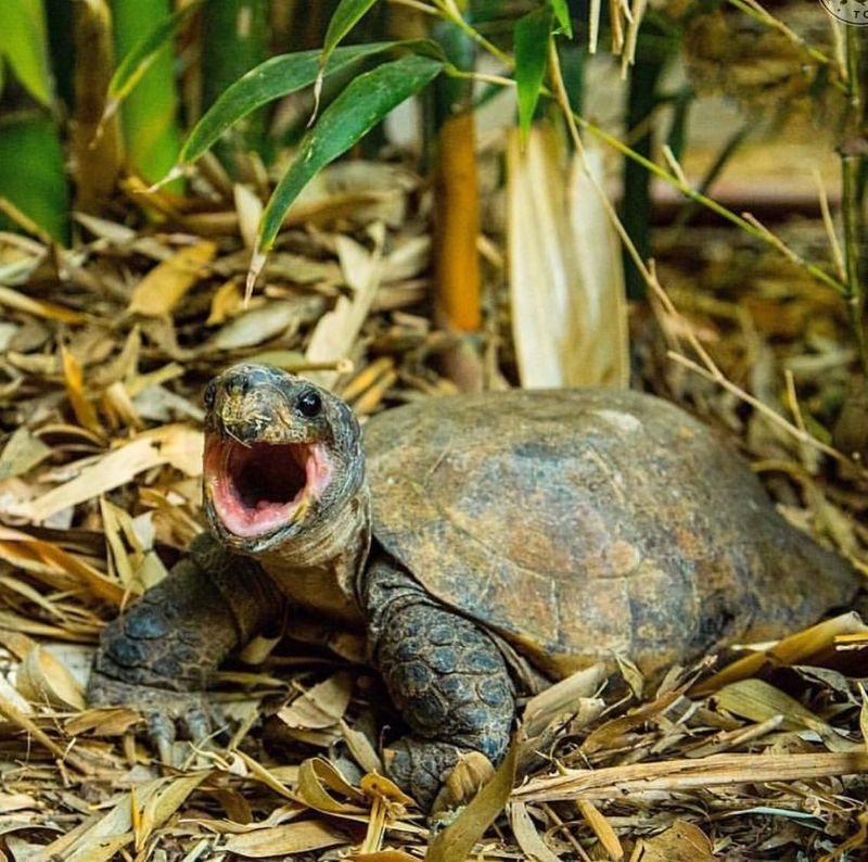 Arakan Forest Turtle