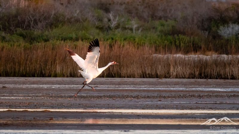 Aransas National Wildlife Refuge