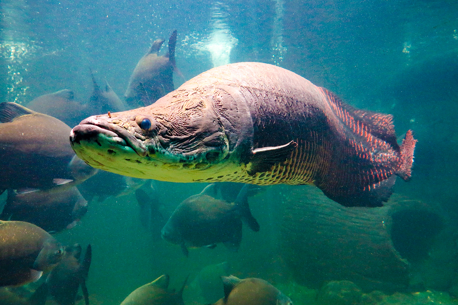 Arapaima